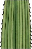 Serrated leaves