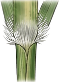 Hairs at the base