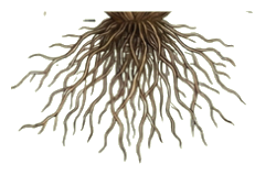 Fibrous roots