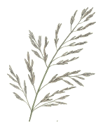 Branched seed head